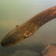 Anguila de la especie E. voltai.